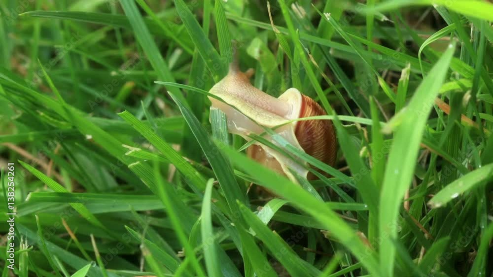 Macro shot of garden snail. Timelapse.
Macro shot of garden snail. Timelapse.
