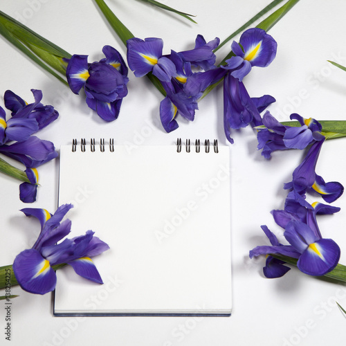 Fototapeta Naklejka Na Ścianę i Meble -  the Violet Irises xiphium (Bulbous iris, Iris sibirica) on white background with space for text. Top view, flat lay