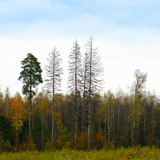 The image of an autumn forest