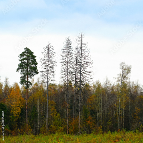 The image of an autumn forest