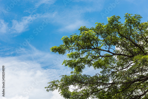 Green leaves against the blue sky