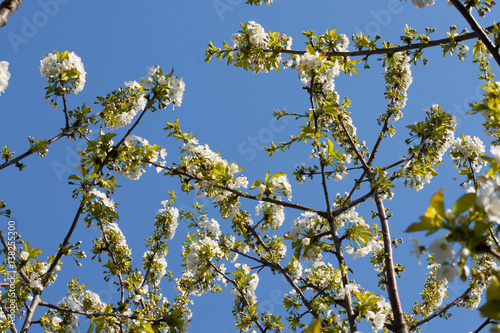 white blooming branch of cherry tree in spring