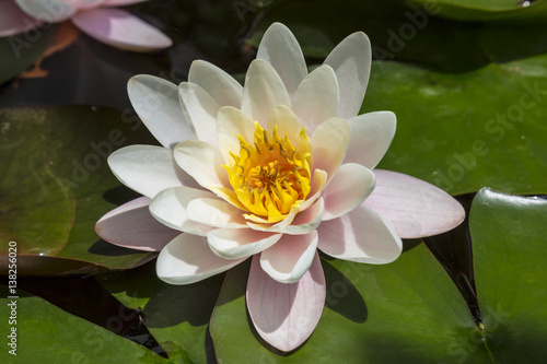 Water lily or Nymphaea in a pond
