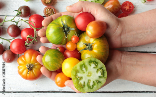 viele bunte Tomaten Haufen bunt Hände 