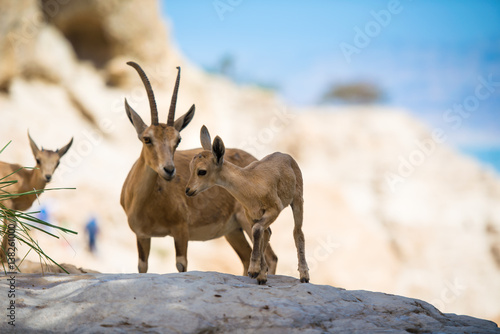 Ibex at Ein gedi national park, dead sea, israel