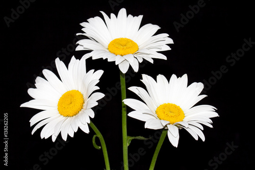 Beautiful daisy flowers. Floral wallpaper