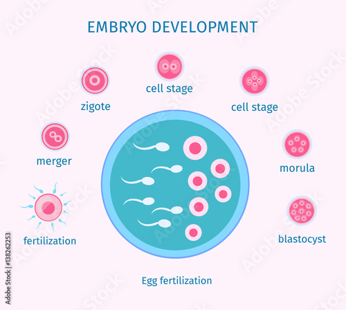 Egg Fertilization Process Flat Template
