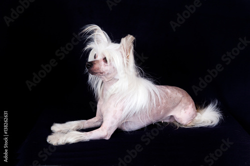 Chinese Crested Hairless dog lying on black background