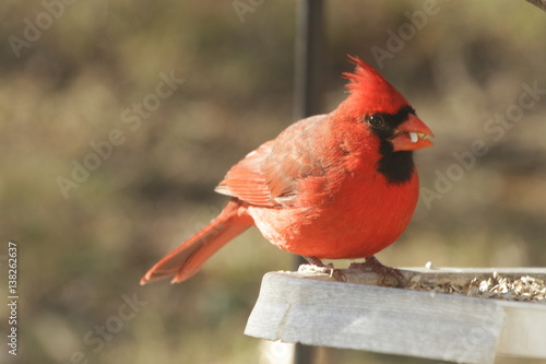 Illinois birds including finch cardinal and downey woodpecker photo