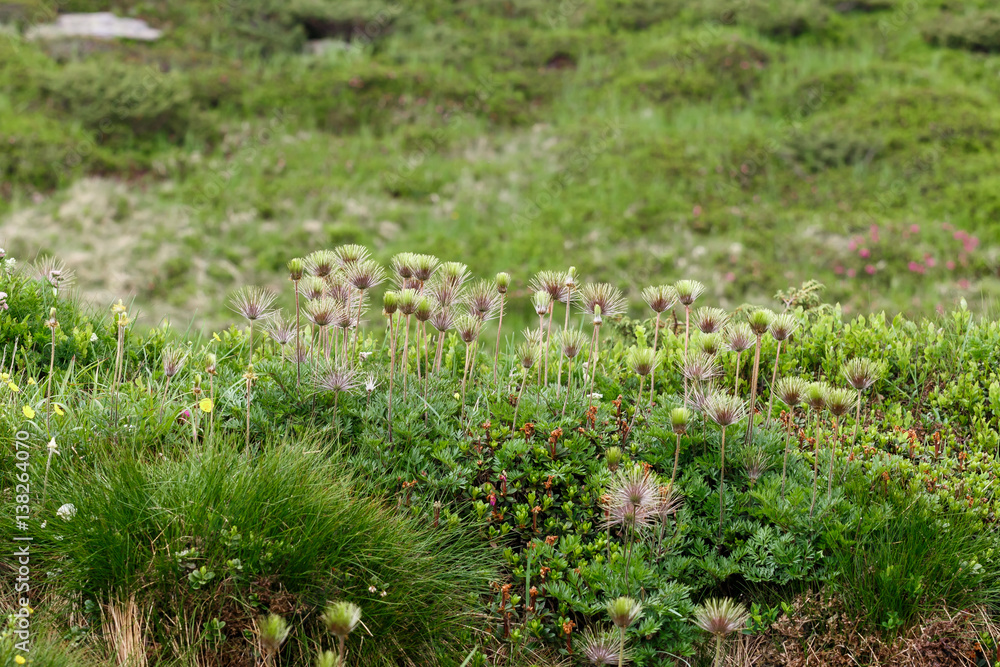 green spring background, flower in mountain green spring background, flower in mountain