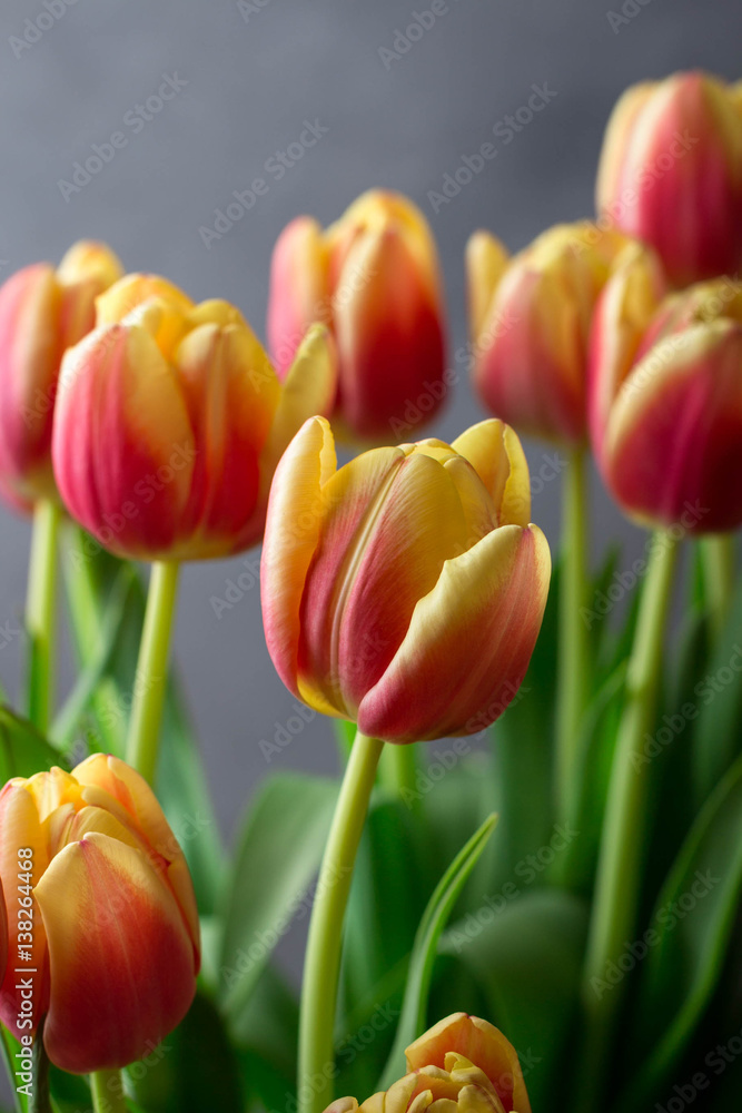 Beautiful spring colorful tulips close-up shot Beautiful spring colorful tulips close-up shot