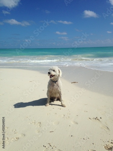Happy dog at the sea © Ivana