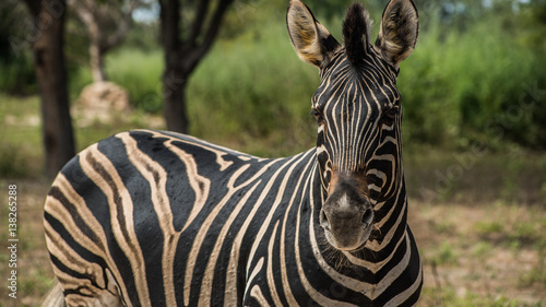 Zebra in the jungle © JorgeHdez