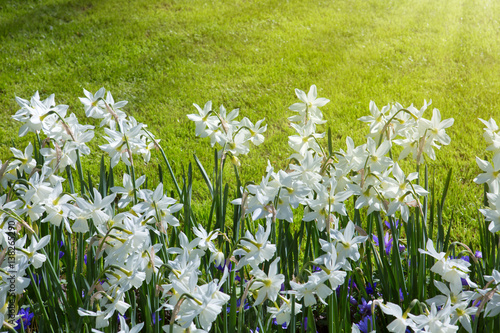 White Daffodils and sunshine. photo