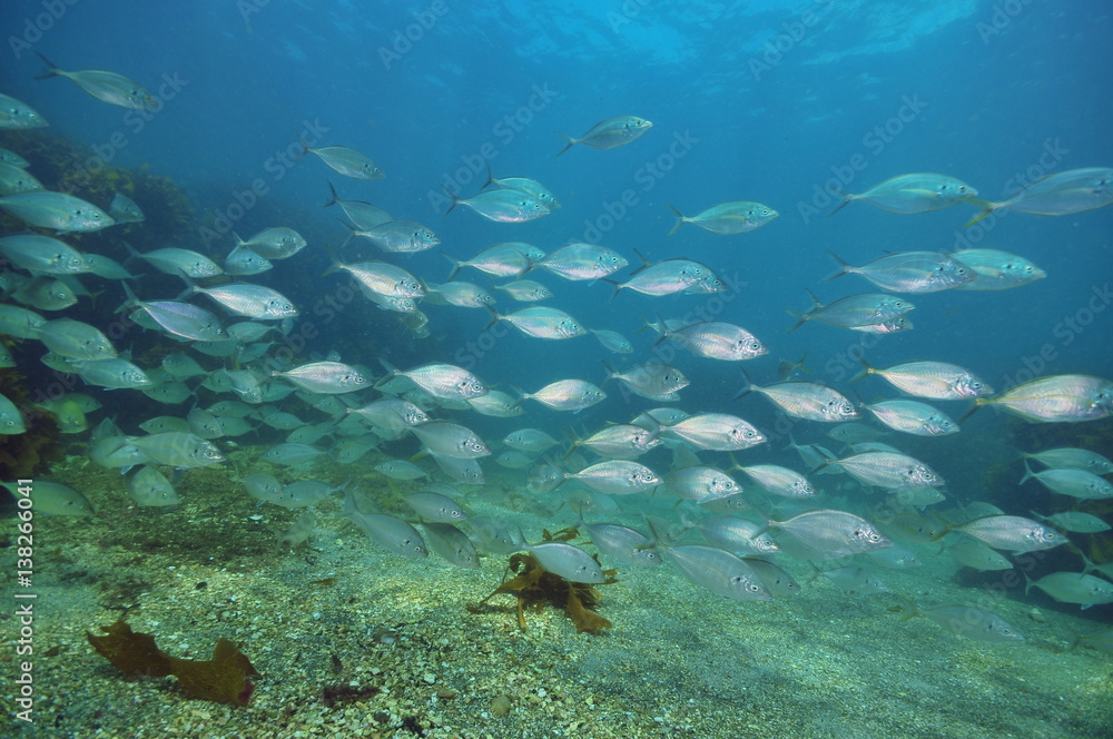 School of trevally Caranx georgianus above flat bottom of coarse sand.