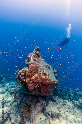 Caribbean coral reef