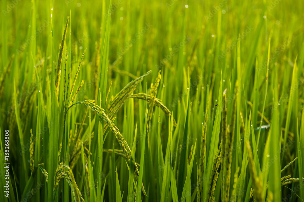 Obraz premium Rice field and dew in the morning with bokeh light.