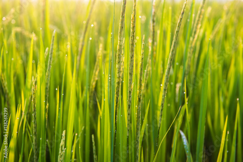 Rice field and dew in the morning with bokeh light.