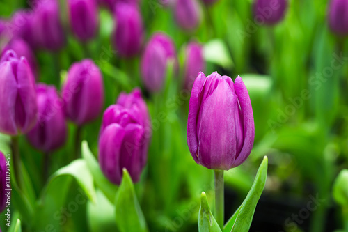 a lot of beautiful multicolored tulips growing on a field  in the garden  in the greenhouse red yellow violet orange pink tulups Springtime  lots of tulips flowers concept