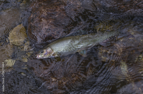 Fototapeta Naklejka Na Ścianę i Meble -  Grayling fish in water