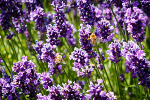 Bienen im lila Livandel