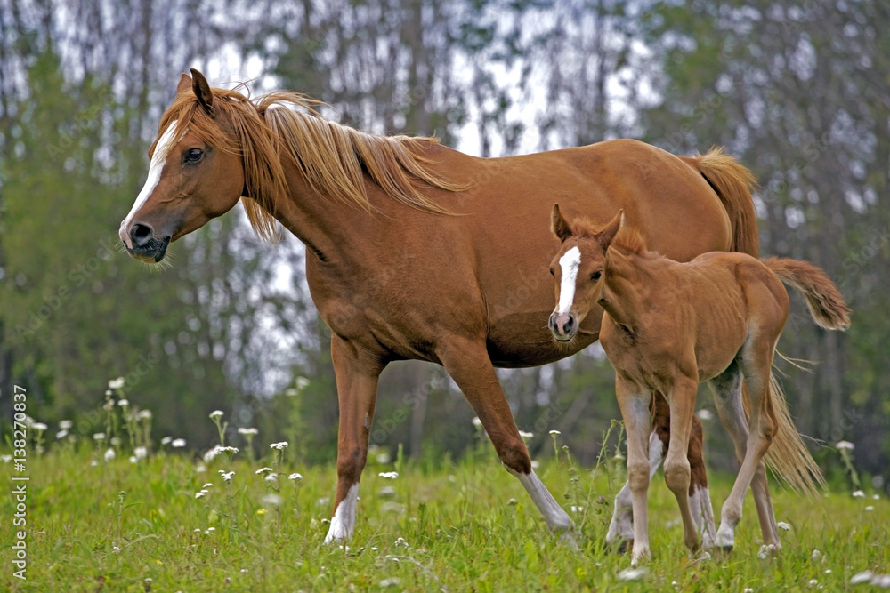 Obraz premium Chestnut Mare and few day old Foal walking together at pasture