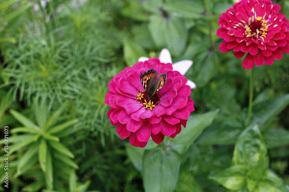 Bright beautiful red zinnia flower in the garden Bright beautiful red zinnia flower in the garden