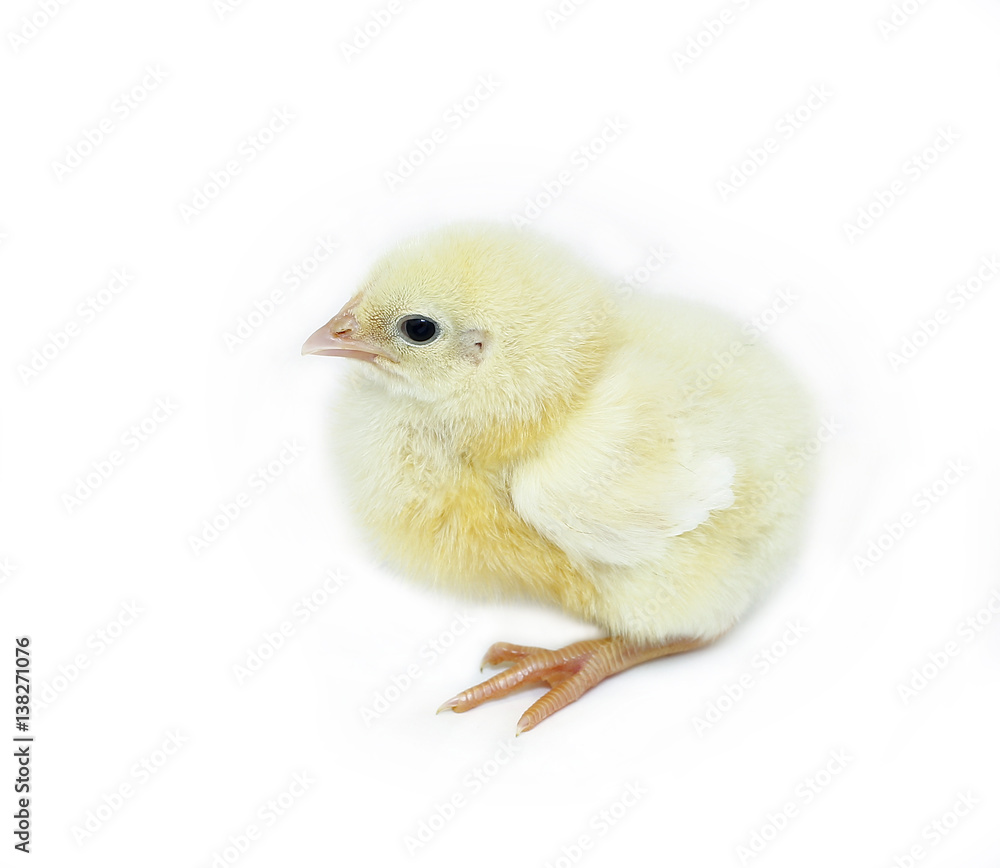 Nestlings little yellow chick