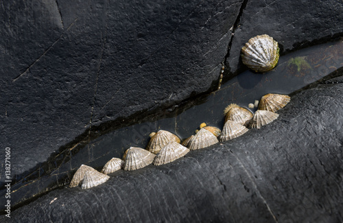 Quadro su tela Limpets on seaside rocks