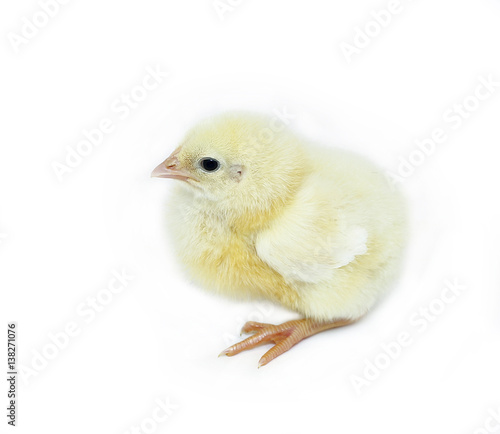 Nestlings little yellow chick