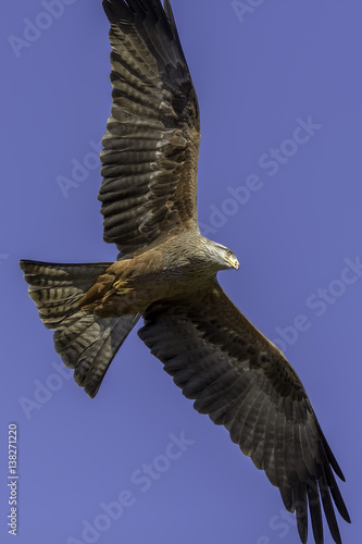 Aerial predator. Magnificent red kite bird of prey flying. Pictured from directly below (above camera).