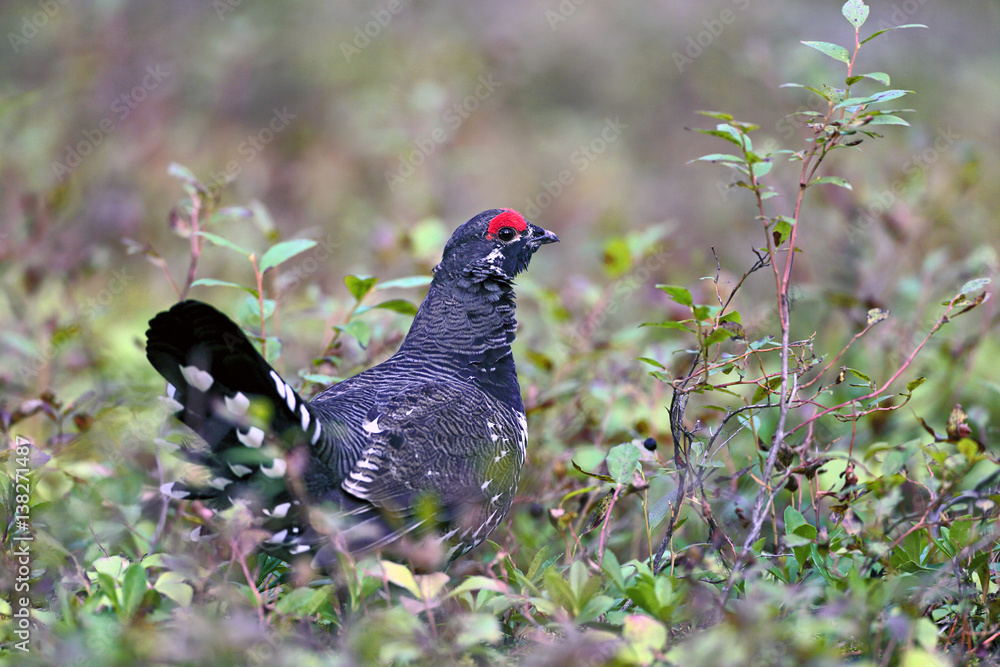 Spruce Grouse in forest, standing in a batch of blueberry Bushes Spruce Grouse in forest, standing in a batch of blueberry Bushes