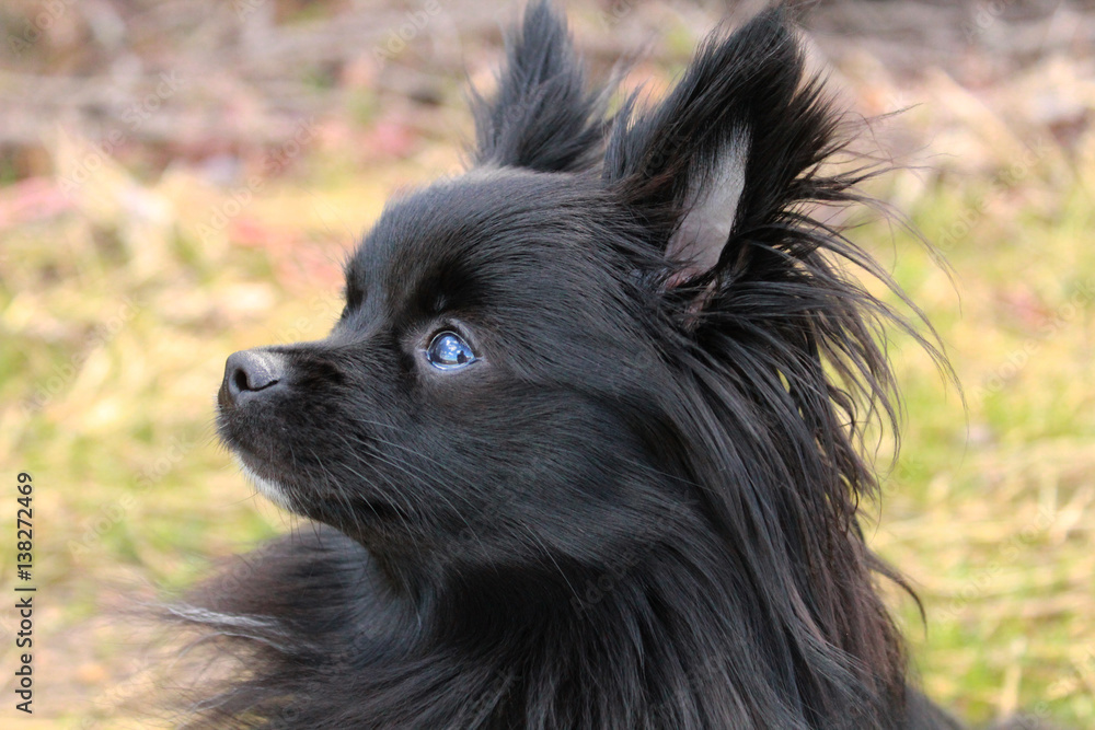 Black hot sale pomeranian mix