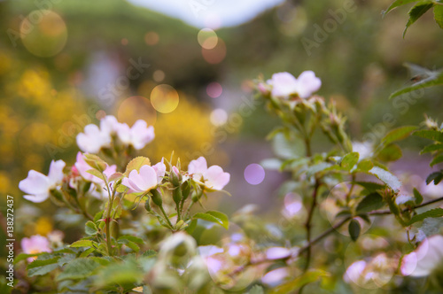 I fiori di rosa canina selvatica nelle montagne di Irpinia, Italia