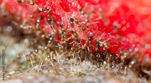 Ant  Red ant feed watermelon