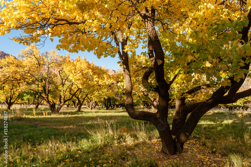 Autumn at Cherry Orchard at Capitol Reef, UT, USA