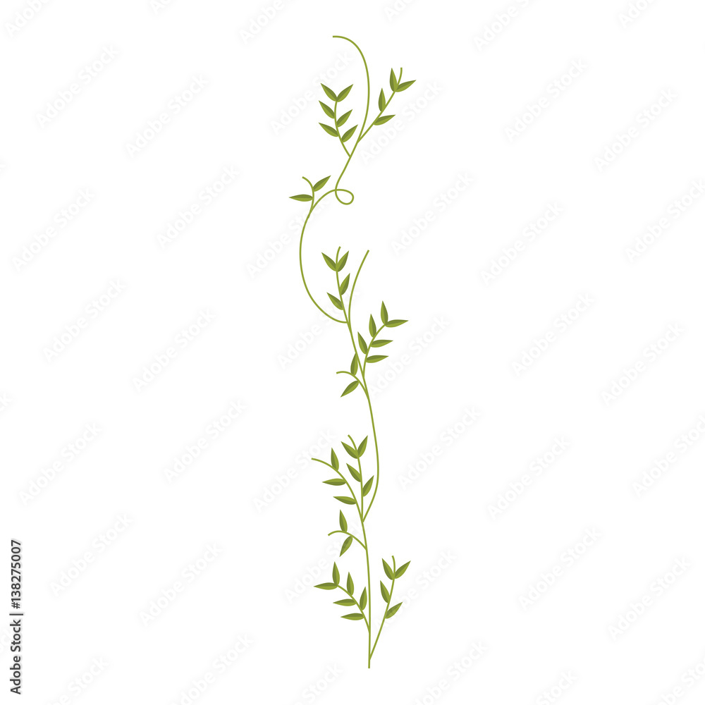 Fototapeta premium creeper with leaves nature design vector illustration