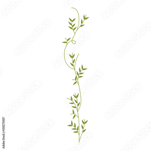Tela creeper with leaves nature design vector illustration