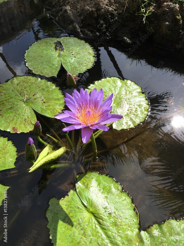 Lily lotus flower 