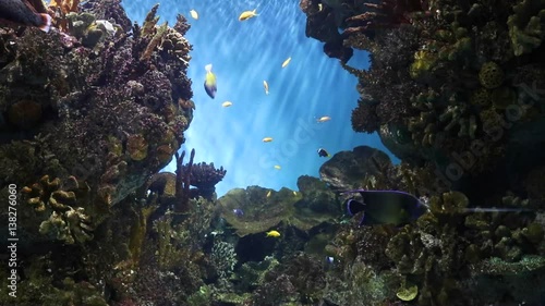 Aquarium, coral reefs, marine fishes swimming inside aquarium tank photo