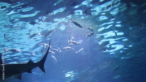 Aquarium. Shark and stingray swim symmetrically seen from underneath photo