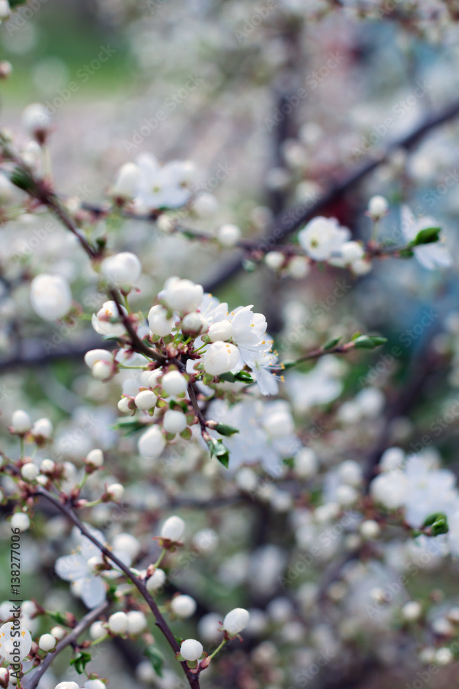 blossom spring-flowers with shallow depth of field blossom spring-flowers with shallow depth of field
