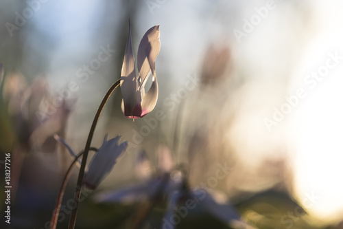 Purple sunlit cyclamen flower on stem with blue bokeh at sunset