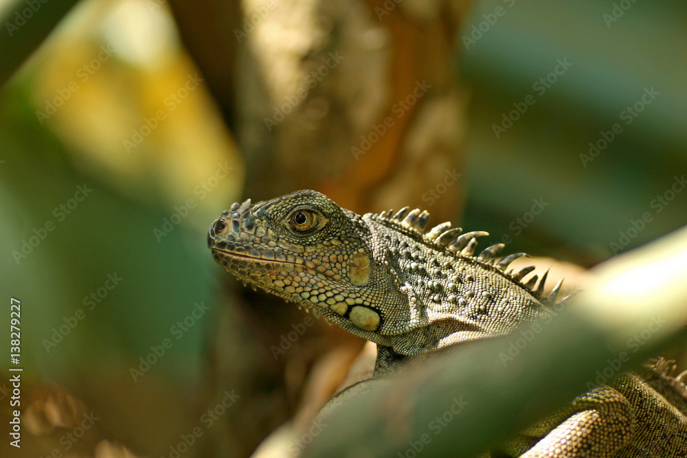 Fototapeta premium Green Iguana / San Ignacio, Belize