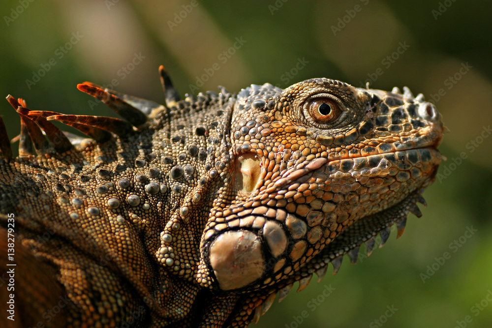 Obraz premium Green Iguana / San Ignacio, Belize