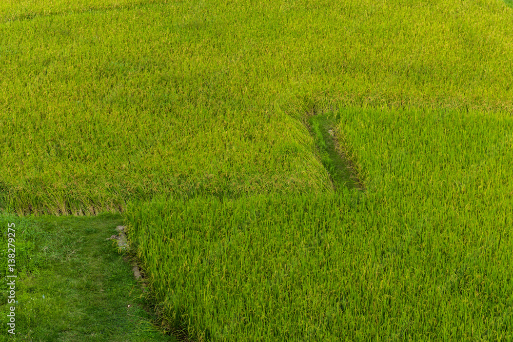 Obraz premium Rice terraces on mountain in Nan Province, northern of Thailand.