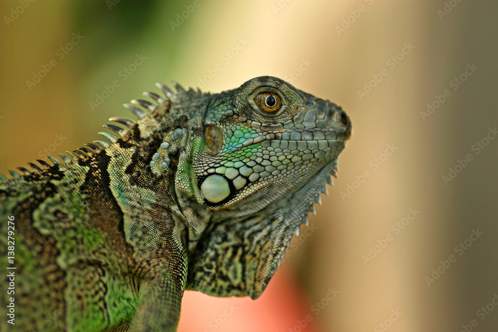 Obraz premium Green Iguana / San Ignacio, Belize