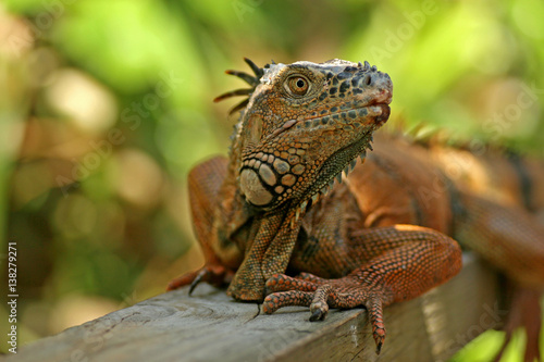 Green Iguana / San Ignacio, Belize