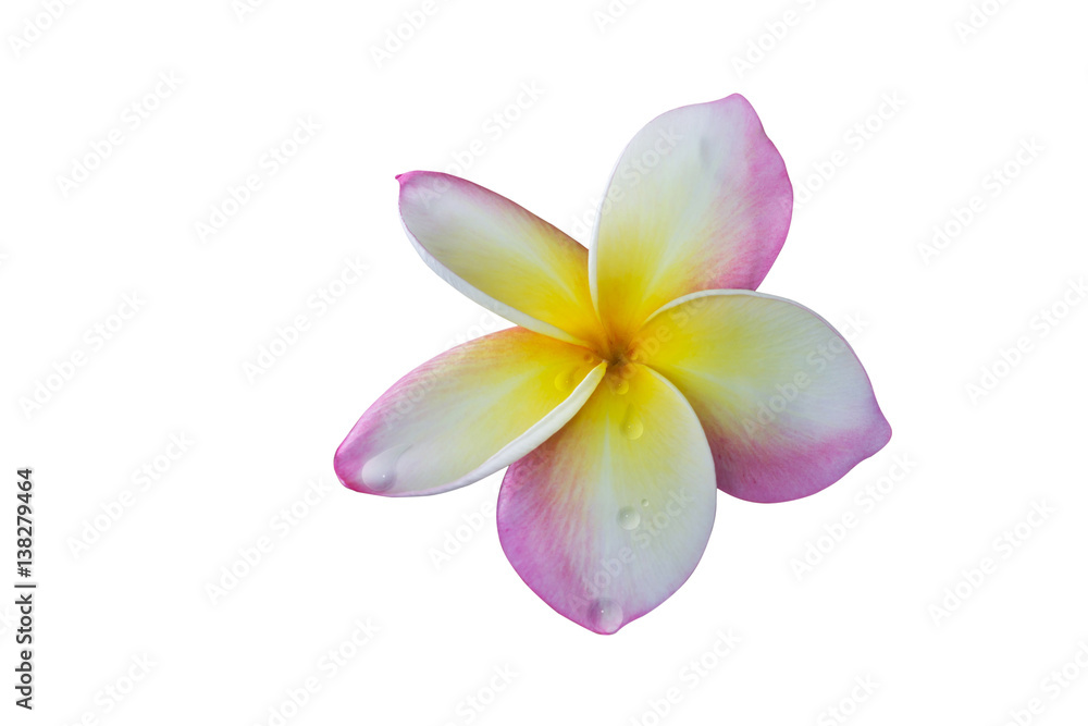 Isolated pink flower frangipani or plumeria bunch on white background