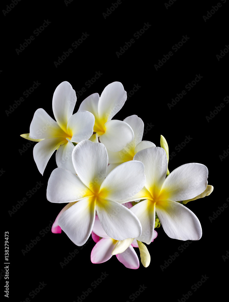 Fototapeta premium Isolate beautiful charming white flower plumeria